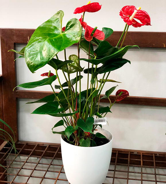 Anthurium 60cm