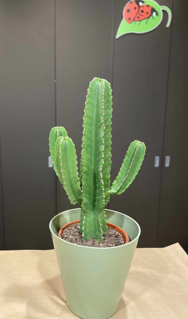 CACTUS EUPHORBIA INGENS  DE 70/85 CM