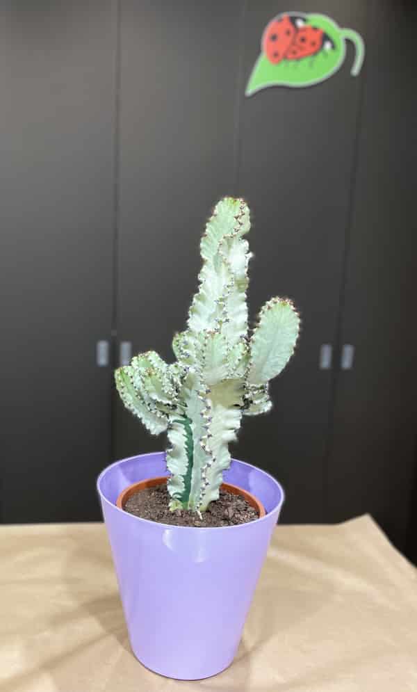 CACTUS MARMORATA