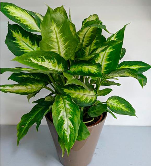 Dieffenbachia