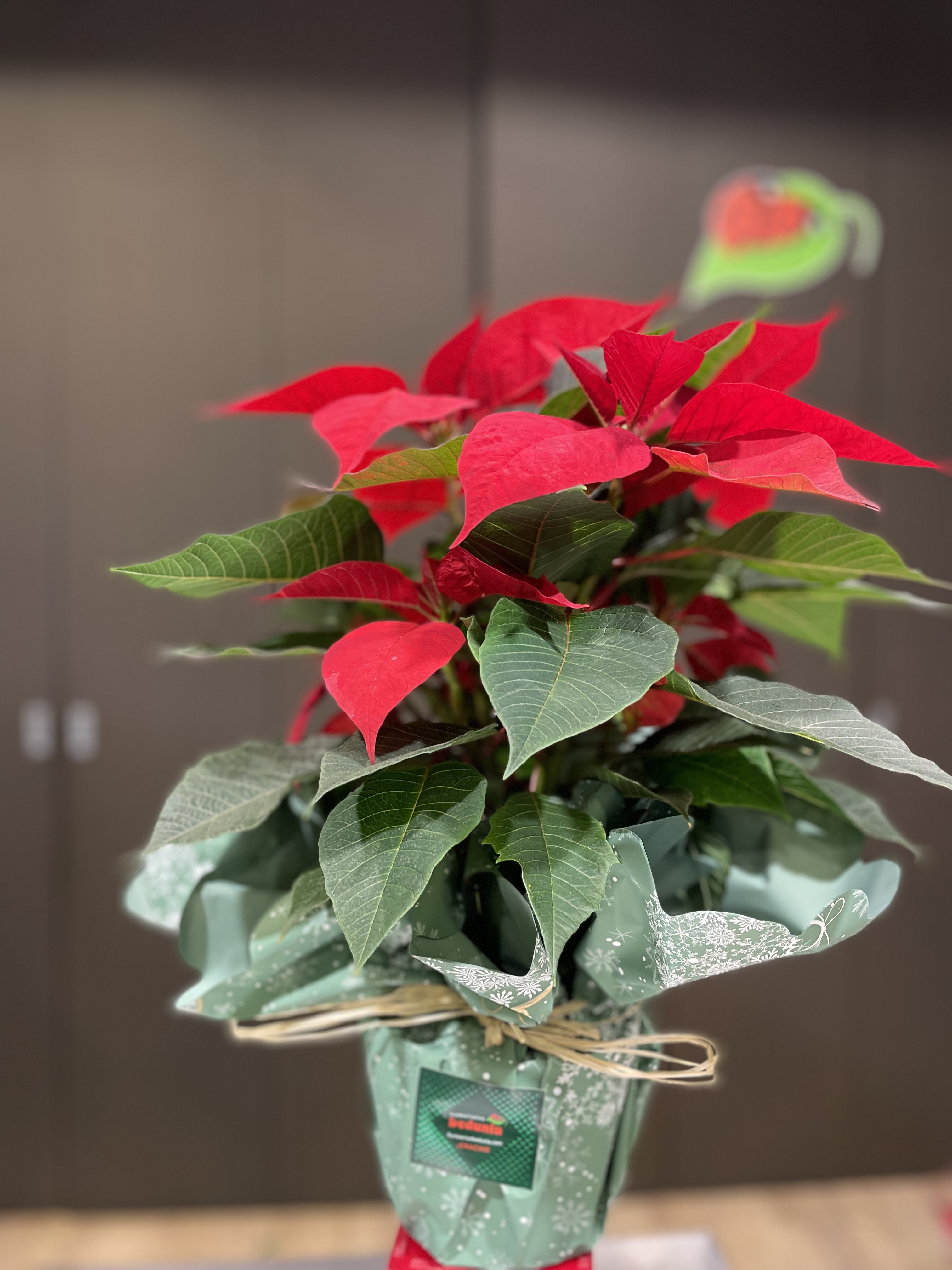 POINSENTIA (FLOR DE PASCUA)