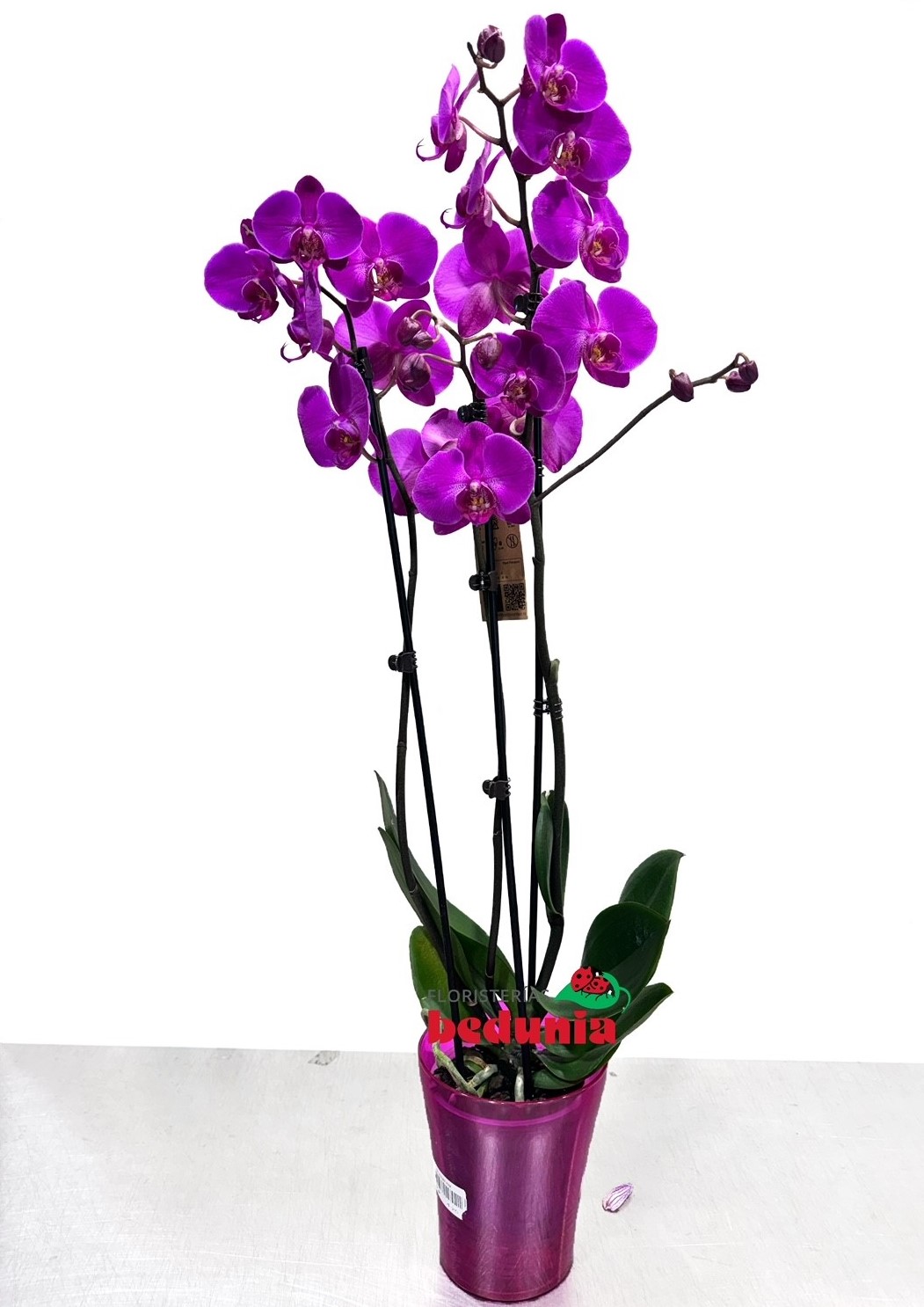 Orquídea Phalaenopsis