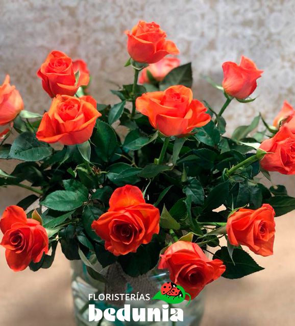 Rosa de tallo corto