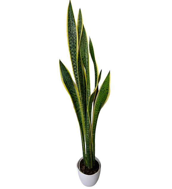 Sansiviera 150cm.